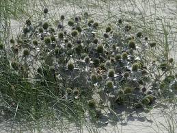 Attēlu rezultāti vaicājumam “Eryngium maritimum leaf”