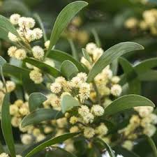 Image result for Blackwood