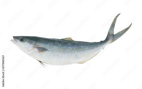 Image result for Elagatis bipinnulata