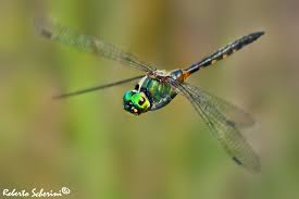 Attēlu rezultāti vaicājumam “Somatochlora flavomaculata”