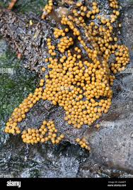 Attēlu rezultāti vaicājumam “Trichia varia spores”