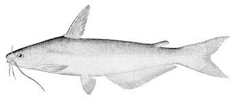 Image result for Ictalurus furcatus