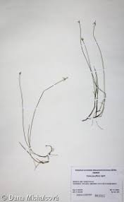 Attēlu rezultāti vaicājumam “Carex pauciflora”