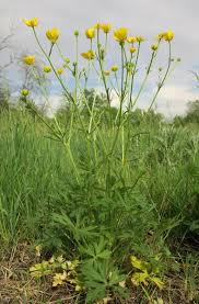 Attēlu rezultāti vaicājumam “Ranunculus polyanthemos”