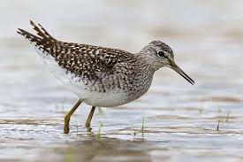 Attēlu rezultāti vaicājumam “Tringa glareola adult”