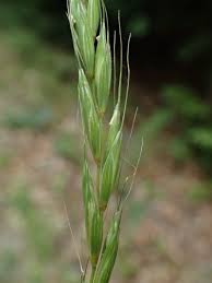 Attēlu rezultāti vaicājumam “Elymus caninus”