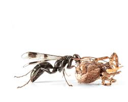 Attēlu rezultāti vaicājumam “Dipogon sp.”