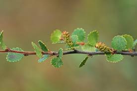 Attēlu rezultāti vaicājumam “Betula nana female flower”