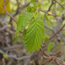 Attēlu rezultāti vaicājumam “Corylus avellana leaf”
