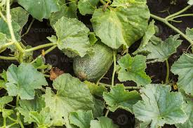 Attēlu rezultāti vaicājumam “Citrullus lanatus leaf”