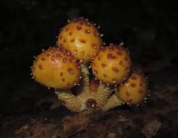 Attēlu rezultāti vaicājumam “Pholiota squarrosoides”