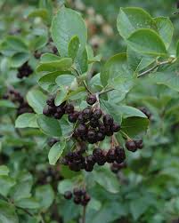Attēlu rezultāti vaicājumam “Aronia melanocarpa leaf”