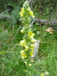 Attēlu rezultāti vaicājumam “Verbascum thapsus flower”