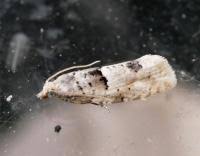 Attēlu rezultāti vaicājumam “Epinotia bilunana”