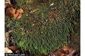 Attēlu rezultāti vaicājumam “Anomodon”