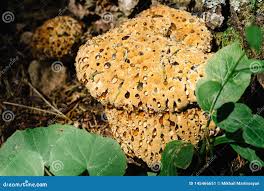 Attēlu rezultāti vaicājumam “Hydnellum ferrugineum”