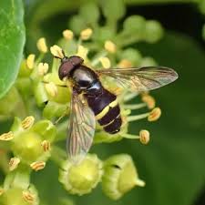 Attēlu rezultāti vaicājumam “Dasysyrphus tricinctus”