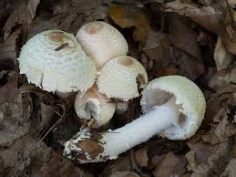 Attēlu rezultāti vaicājumam “Lepiota clypeolaria”