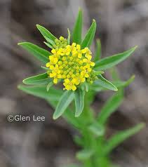 Attēlu rezultāti vaicājumam “Erysimum cheiranthoides leaf”