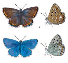 Attēlu rezultāti vaicājumam “Polyommatus icarus”