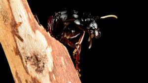 Attēlu rezultāti vaicājumam “Camponotus herculeanus”