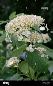 Attēlu rezultāti vaicājumam “Hydrangea arborescens subsp. discolor flower”