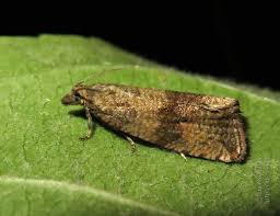 Attēlu rezultāti vaicājumam “Celypha striana”