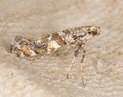 Attēlu rezultāti vaicājumam “Gracillaria syringella imago”