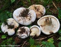 Attēlu rezultāti vaicājumam “Lactarius bertillonii”