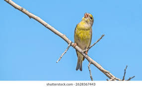 Attēlu rezultāti vaicājumam “Chloris chloris”