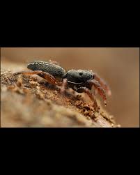 Attēlu rezultāti vaicājumam “Tubifera applanata macro”