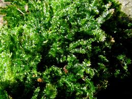 Attēlu rezultāti vaicājumam “Plagiothecium laetum”