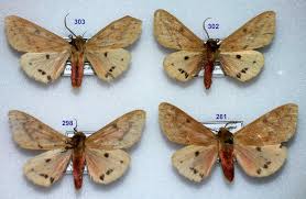 Attēlu rezultāti vaicājumam “Spilosoma sp.”