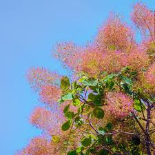 Attēlu rezultāti vaicājumam “Cotinus coggygria flower”