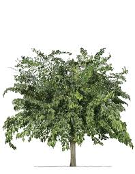 Attēlu rezultāti vaicājumam “Morus alba”