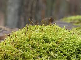 Attēlu rezultāti vaicājumam “Breidleria pratensis”