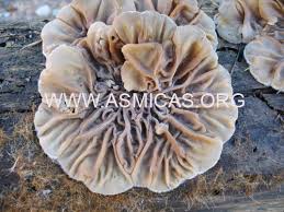 Attēlu rezultāti vaicājumam “Auricularia mesenterica”