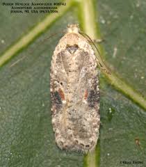 Attēlu rezultāti vaicājumam “Agonopterix alstromeriana”