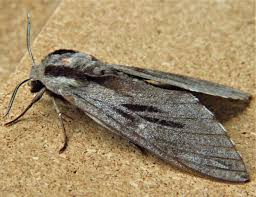 Attēlu rezultāti vaicājumam “Sphinx pinastri”