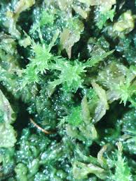 Attēlu rezultāti vaicājumam “Sphagnum magellanicum”