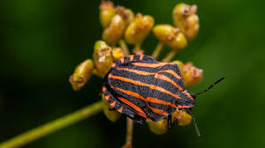Attēlu rezultāti vaicājumam “Graphosoma lineatum”