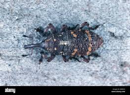 Attēlu rezultāti vaicājumam “Pissodes piniphilus”