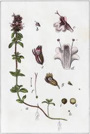 Attēlu rezultāti vaicājumam “Thymus pulegioides”