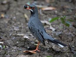 Attēlu rezultāti vaicājumam “Turdus pilaris adult”