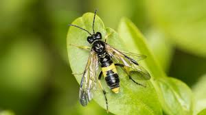 Attēlu rezultāti vaicājumam “Tenthredo campestris female”