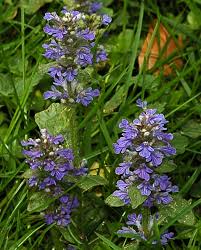Attēlu rezultāti vaicājumam “Ajuga genevensis flower”