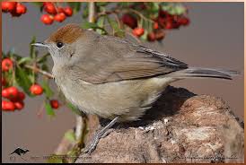 Attēlu rezultāti vaicājumam “Sylvia atricapilla”