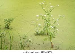 Attēlu rezultāti vaicājumam “Oenanthe aquatica leaf”