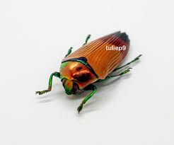 Attēlu rezultāti vaicājumam “Buprestidae”