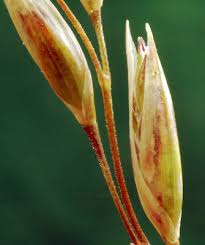 Attēlu rezultāti vaicājumam “Danthonia decumbens bud”